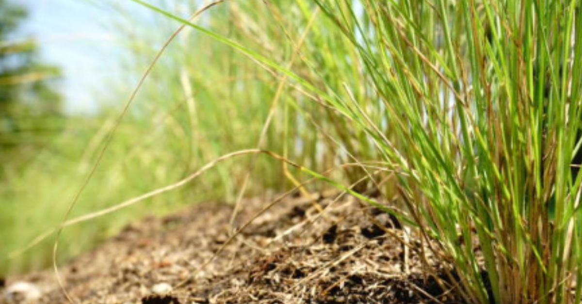 vetiver grass