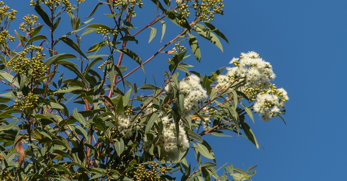 Strawberry Gum Tree