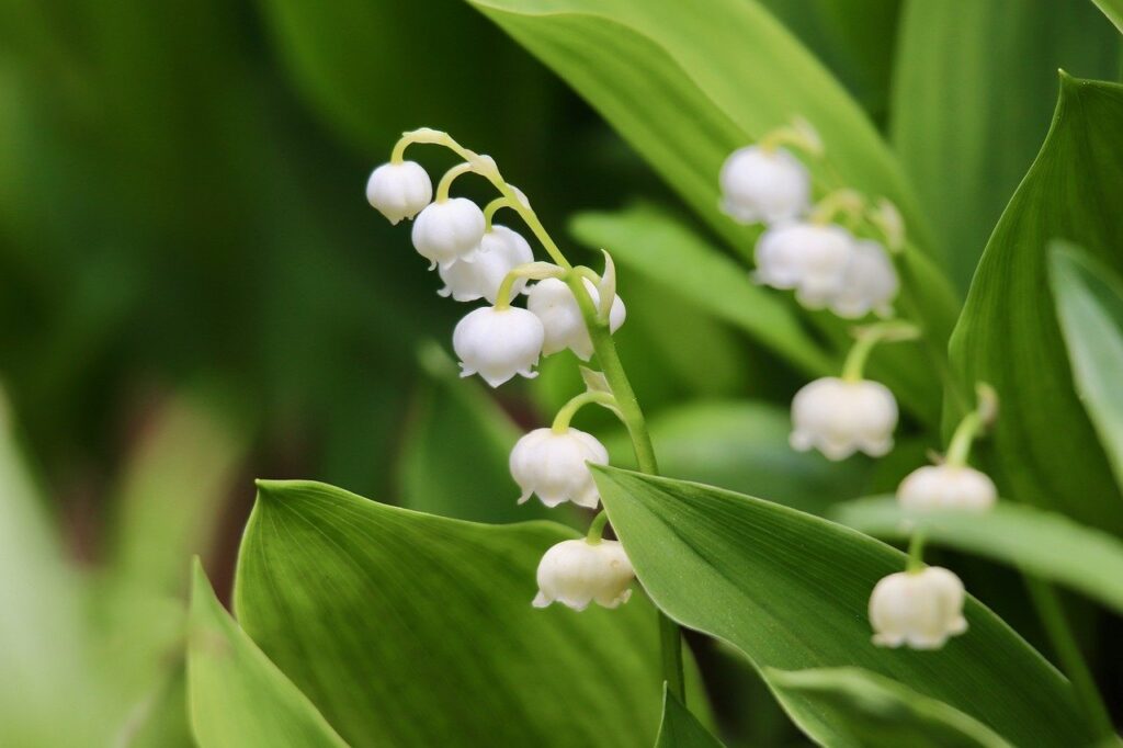 Lilly of the valley flowers