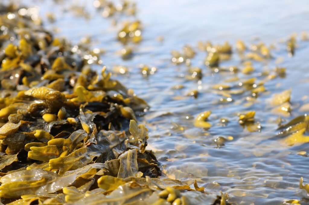 A picture of seaweed Laminaria in water