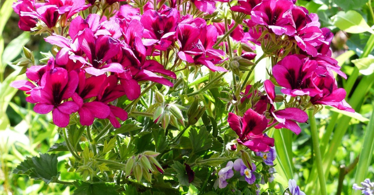 pelargonium plant 