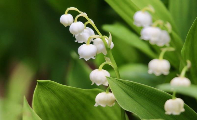 Lily of the valley