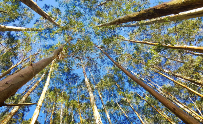 strawberry gum tree