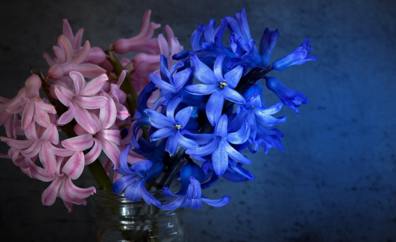 hyacinth scent