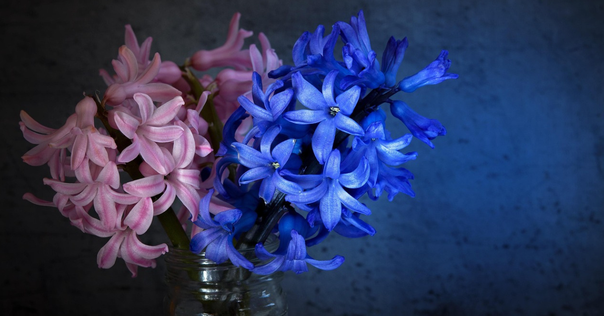 hyacinth scent