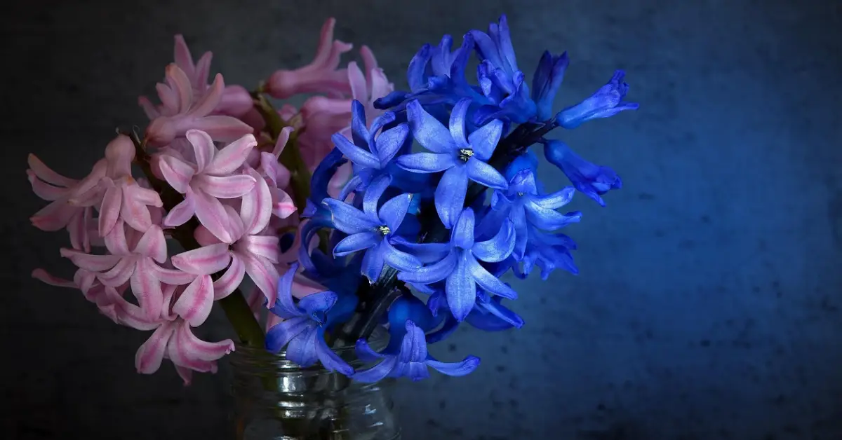 The Enchanting Hyacinth Scent: Uses, Benefits, and Safety Tips